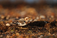 David Plant Photography - Wildlife Photographer - Snow bunting male - E